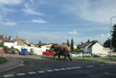 Szétnézett egy kicsit a városban az elefánt