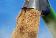 Kevesebb búza lehet idén. Drágulás várható?