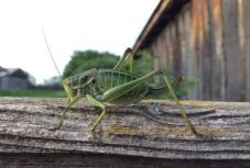 Még egy hétig figyelik a fogasfarkú szöcskék vonulását Hargita megyében