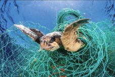 Lassan belefullad az élővilág a Földközi-tenger szeméthegyeibe