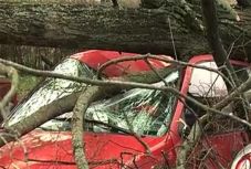 Két gyermeket is megölt a család autójára zuhant fa