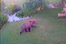 Medve futkorászott egy marosvásárhelyi ház udvarán