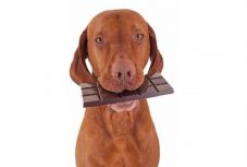 Ezért veszélyes a kutyákra a csokoládé