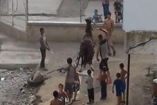 Brutálisan bántalmazott ló miatt indult eljárás Sepsiszentgyörgyön   