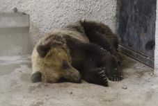 Visszatért Magyarországra a nem rég szabadon engedett medve 