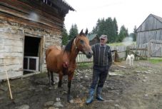 Csikóra és kancára támadt a medve egy Hargita megyei faluban