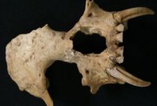 Eddig ismeretlen emberszabású maradványaira bukkantak Kínában