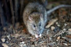 Patkány tört fel egy bankautomatát Indiában