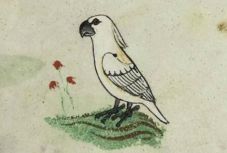 A sárgabóbitás kakadu legrégebbi európai ábrázolására bukkantak a Vatikánban