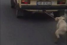 Összefogtak a székelyföldiek az autóhoz kötözött kutya védelmében