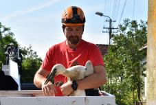 Hat Kolozs megyei település kisgólyáit gyűrűzte meg az Apáthy István Egyesület