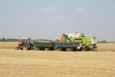 Betett az esős idő a haszonnövények minőségének és az aratásnak