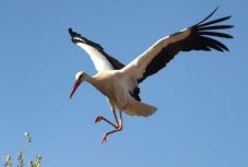 Egy gólya révén hatalmas telefonszámlát kapott egy lengyel alapítvány