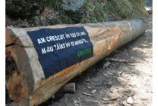 Fatolvajra csapott le a rendőrség Gyergyóholló határában