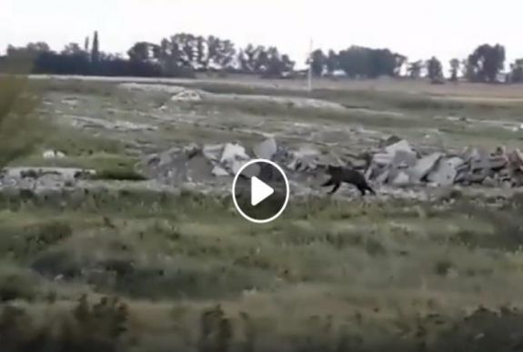 Már Arad megyében is felbukkant egy medve