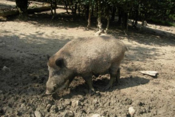 Sertéspestist mutattak ki Bihar megyében is
