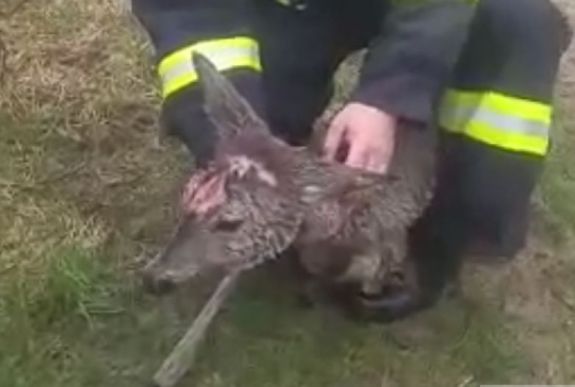 Tehenet és őzeket is mentettek a bihari tűzoltók 