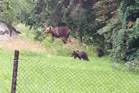 A csíkszeredai kórházba látogatott egy négyfős medvecsalád