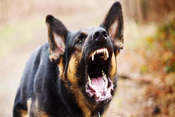 Kutyák támadtak egy idős házaspárra Ürömön