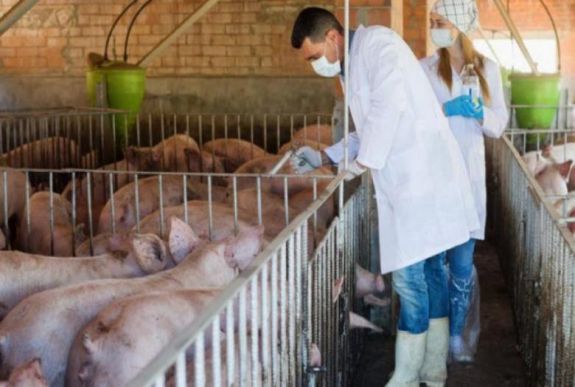 Tizennyolc afrikai sertéspestis-gócot találtak Bihar megyében