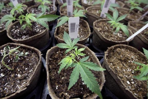 Nagy-Britanniában engedélyezik a marihuána orvosi célú felhasználását