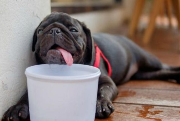 Így óvja háziállatait a hőgutától