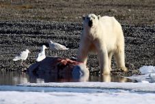 Jegesmedve ölt meg egy embert Kanadában