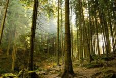 Visszaállamosított erdők: megszólaltak a Bánffy-örökösök 