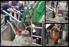 Daruval emelték ki a csatornába esett tehenet Háromszéken