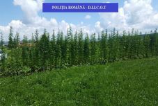 Idős háromszéki kábítószer-termesztőket vettek őrizetbe