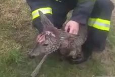 Tehenet és őzeket is mentettek a bihari tűzoltók 