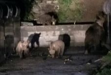 Elköltöztetnék Tusnádfürdőről az emberre támadó medvét 