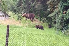 A csíkszeredai kórházba látogatott egy négyfős medvecsalád
