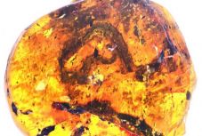 Fiatal kígyó maradványait fedezték fel 99 millió éves borostyánkőbe zárva