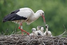 Különösen magasra költözött egy gólyacsalád Kolozs megyében
