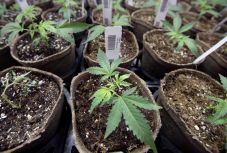 Nagy-Britanniában engedélyezik a marihuána orvosi célú felhasználását