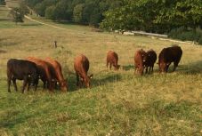 Székelyföldön is vissza kell fizetniük az állattartó gazdáknak az uniós támogatás egy részét