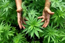 A kolozsvári kenderfesztiválon jártunk