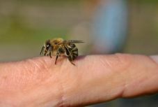 Amit tudni kell a rovarcsípések okozta allergiáról