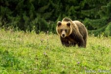 Kinek a feladata lenne a tusnádfürdői anyamedve megkeresése?