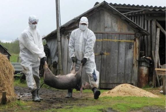 Ijesztő gyorsasággal terjed az afrikai sertéspestis Romániában