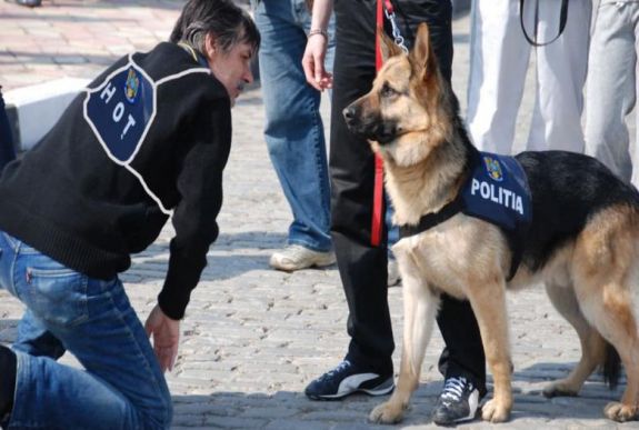 Untold fesztivál: kutyával „szimatoltatnak” drog után