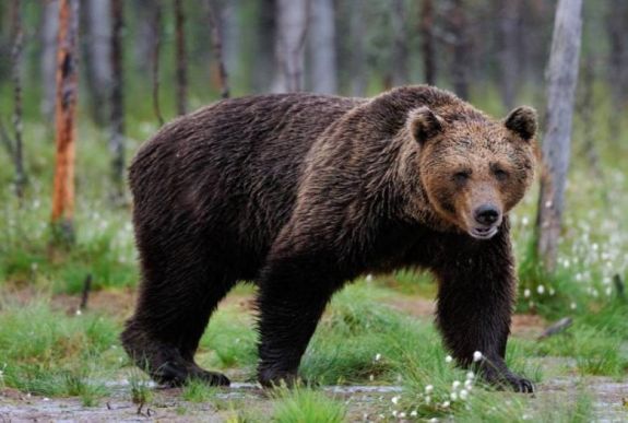 „Most már nincs is olyan este, amikor ne törne be valahová a medve”
