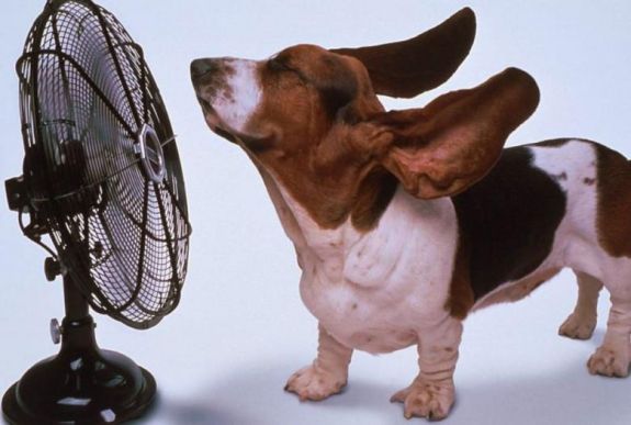 Fokozottan kell vigyázni az állatokra a kánikulában