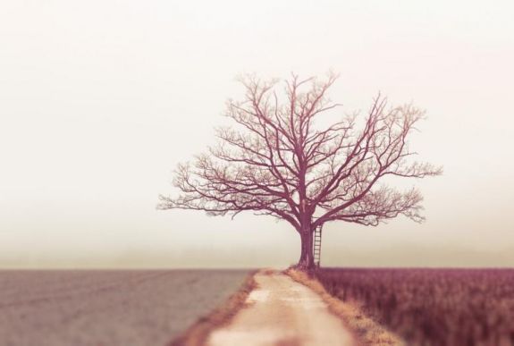 Gyorsabban nőnek a fák, de kevésbé tömörek a globális felmelegedés miatt