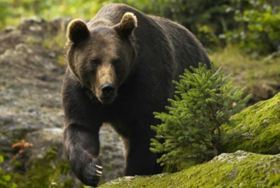 Elütöttek egy medvét az autópályán Nagyszeben és Szászváros között