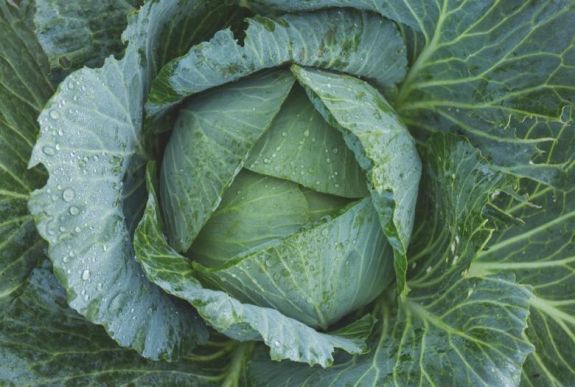 Csökkenti a bélrák kockázatát a káposzta fogyasztása