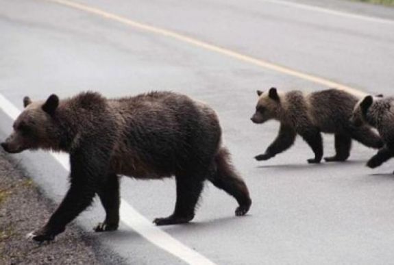 Elektromos kerítésekkel védenék a medvéket?