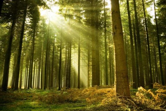 Gyorsabban nőnek a fák, de rosszabb a minőségük