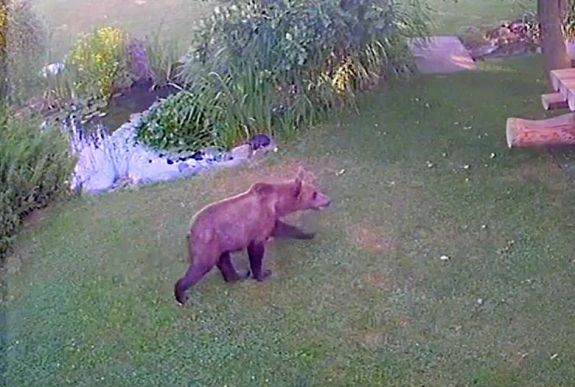 Maros megyében minden harmadik nap kárt okoz a medve